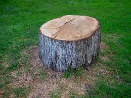 Best Hazardous Tree Removal  in Seagoville, TX