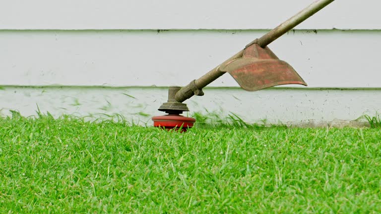 Professional Tree Services in Seagoville, TX